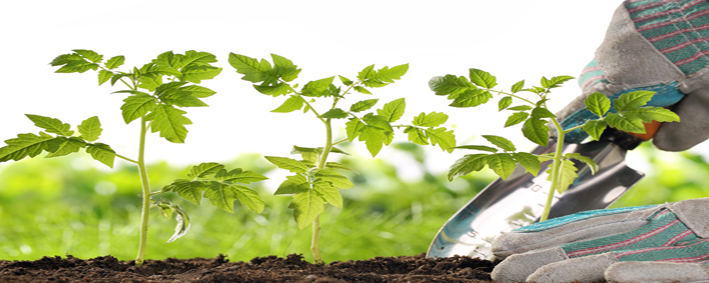 Gardener hands planting tomato seedling