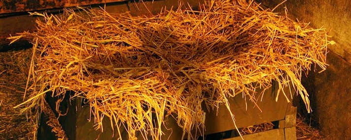 how the great guest came