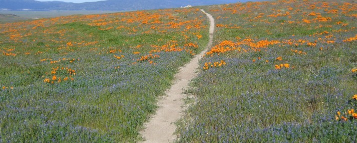 is there grass on your trail